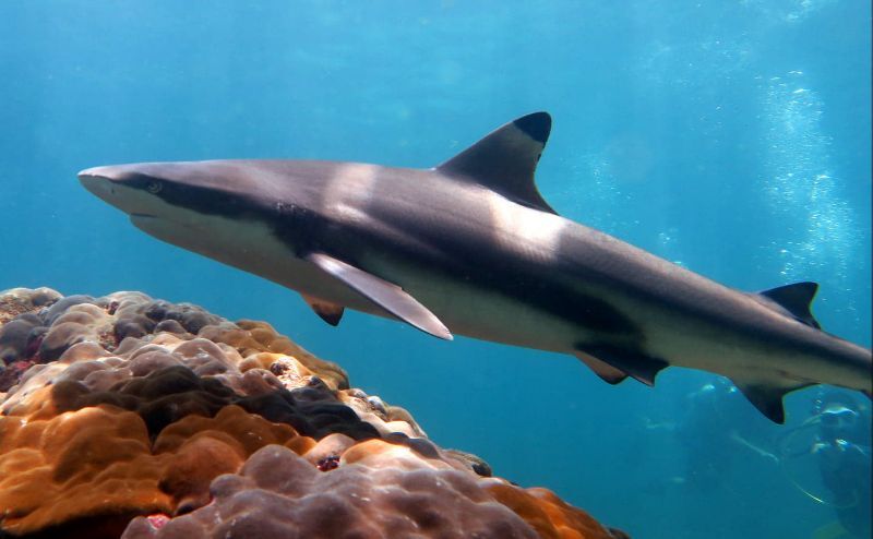 Black tipped reef shark Thailand