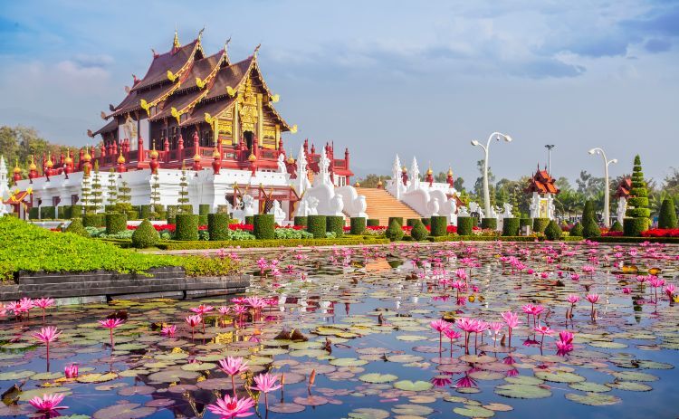Lotus flowers in front of Chiang Mai Royal Pavilion 