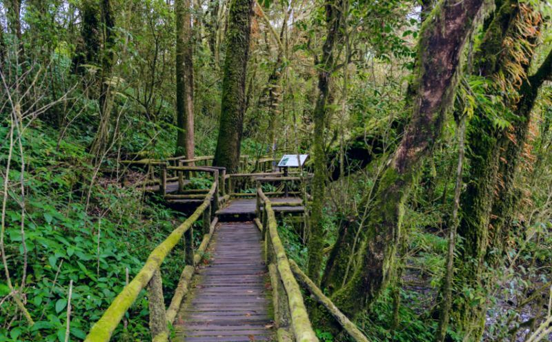 Ang Ka Luang Nature Trail is an educational nature trail inside a rainforest on the peak of Doi Inthanon National Park 