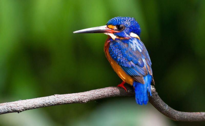 Blue eared Kingfishers are found in the jungles of Phuket 