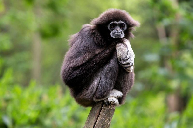  Gibbon Rehabilitation Project