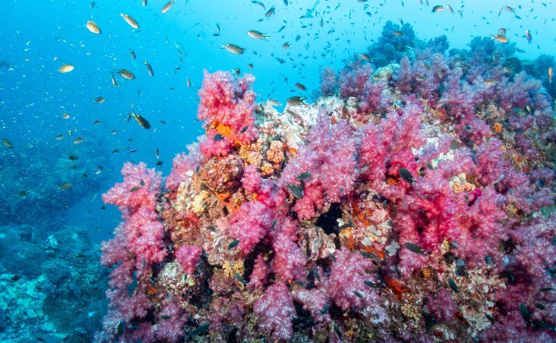Pink soft coral and fish at Richelieu Rock dive site, North Andaman. Exotic underwater landscape in Thailand