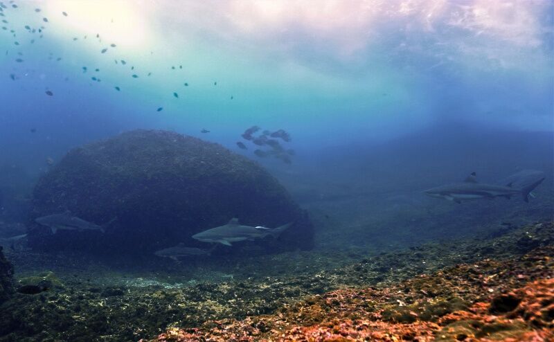 Underwater photo of Black tip reef sharks at Phi Phi Island, Thailand