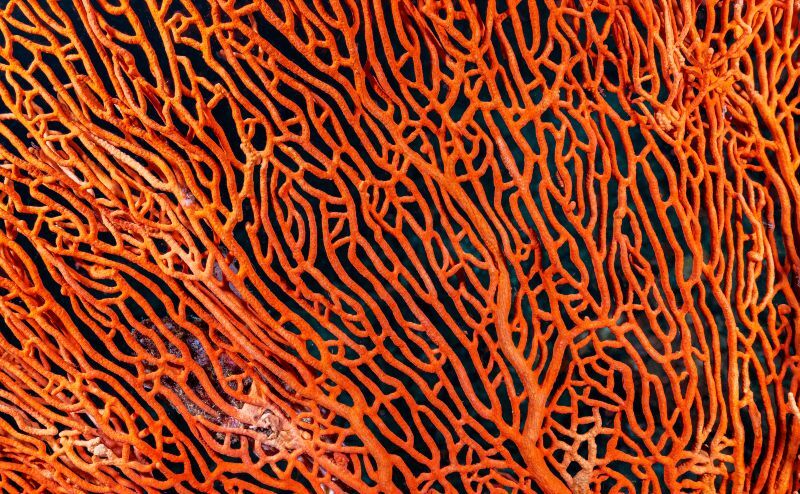 Underwater photo of orange coral lattice on coral reef near Phuket, Thailand