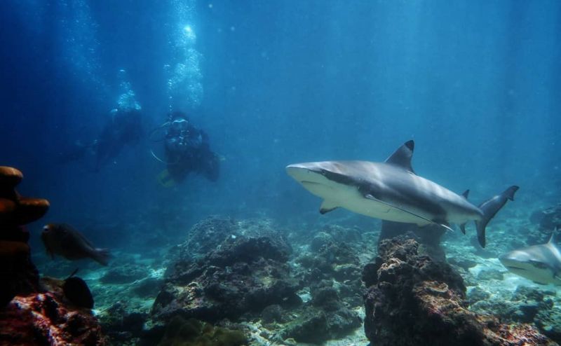 Underwater photo of divers and a Black-tipped Reef Shark at Bida Nai, Thailand