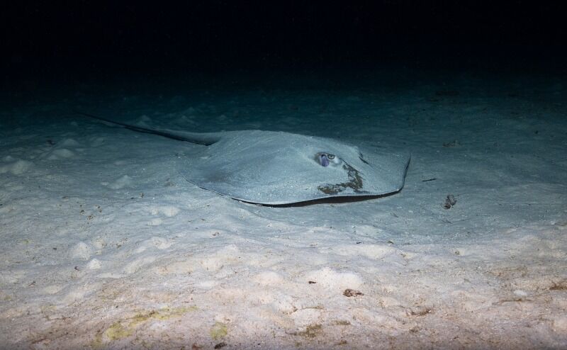 Underwater photo of the Jenkins Whipray (stingray), Similan Islands, Thailand