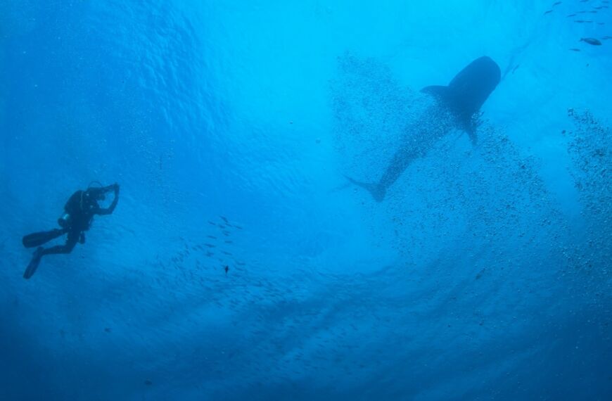 Scuba diver and shark in the north Andaman sea near Similan Islands, Thailand