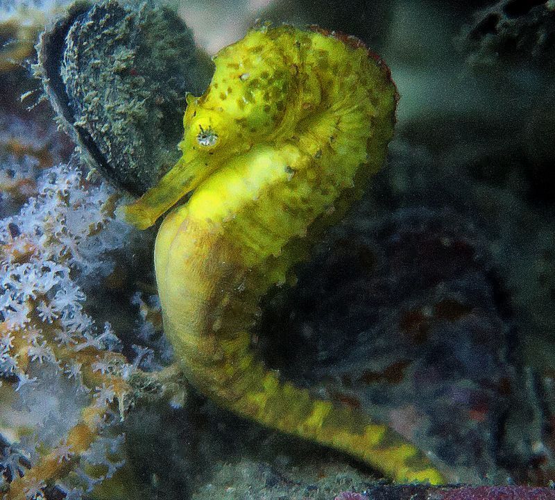 Underwater photo of a Yellow tiger-tail seahorse, Anemone Reef, Thailand