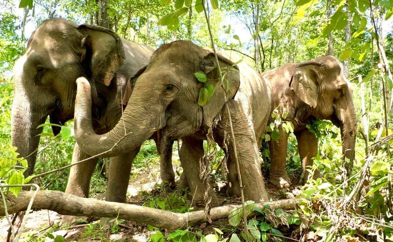 Family of elephants at a Thai Elephant Sanctuary