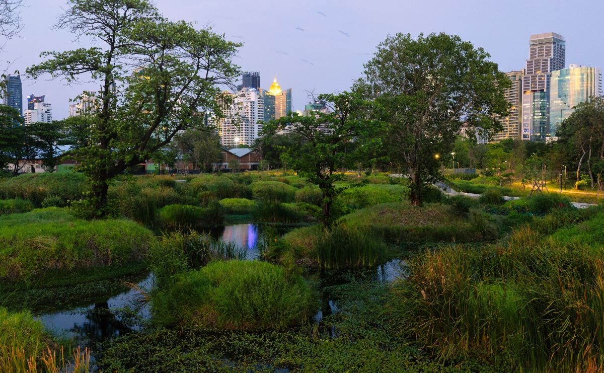 Wild swamp area of the large Benchakitti park in the modern Bangkok center.