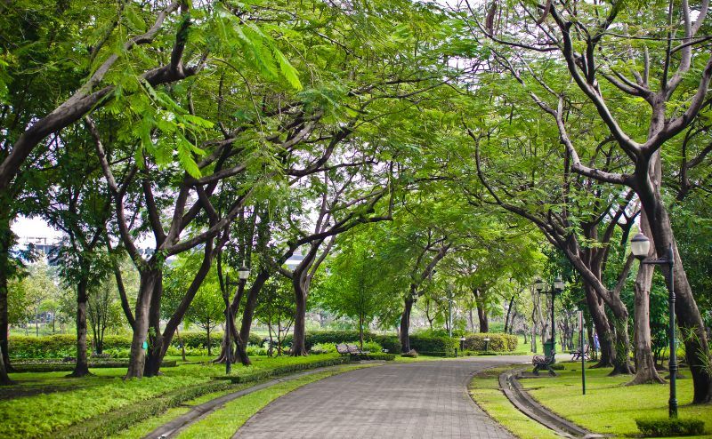 Trees covering a path in on of Bangkok's parks in the city centre