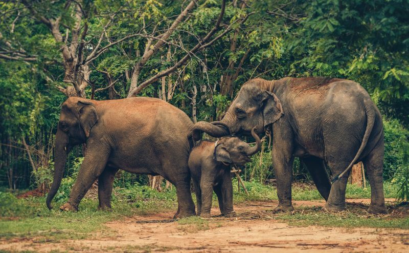 Family of elephants in the forest, animal education concept, Thailand