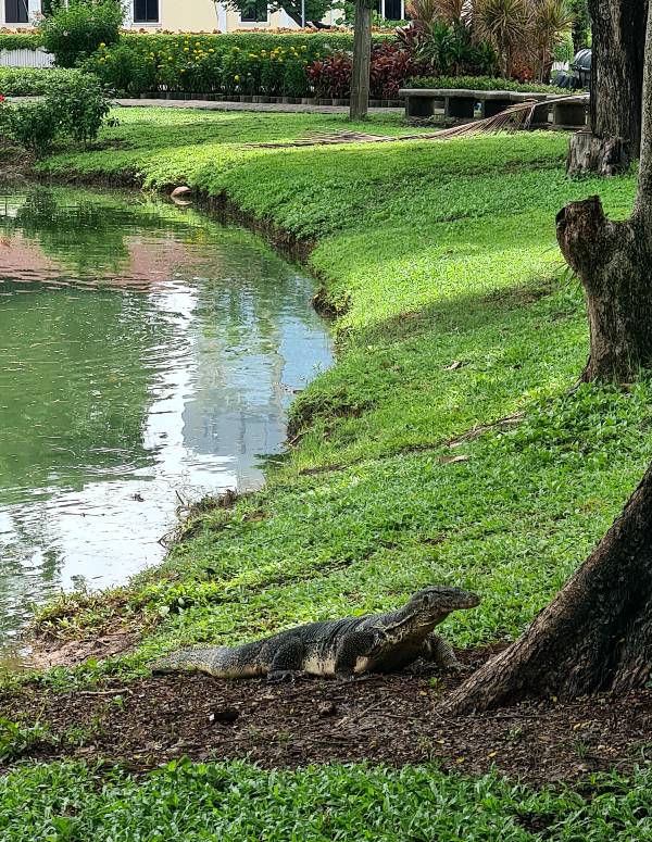 A Monitor lizard in one of Bangkok's parks 