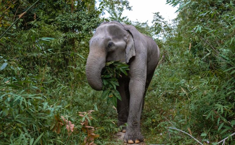 Asian elephant in Thailand