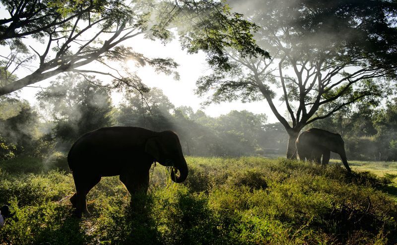 Asian elephant with sunbeam in beautiful location, Thailand
