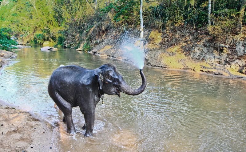 Baby elephant bathing in Thailand