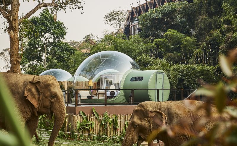 Elephants in front of the Jungle Bubble Lodge, Thailand