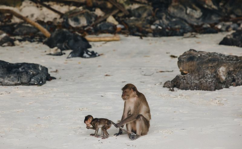 Monkey Beach Phi Phi