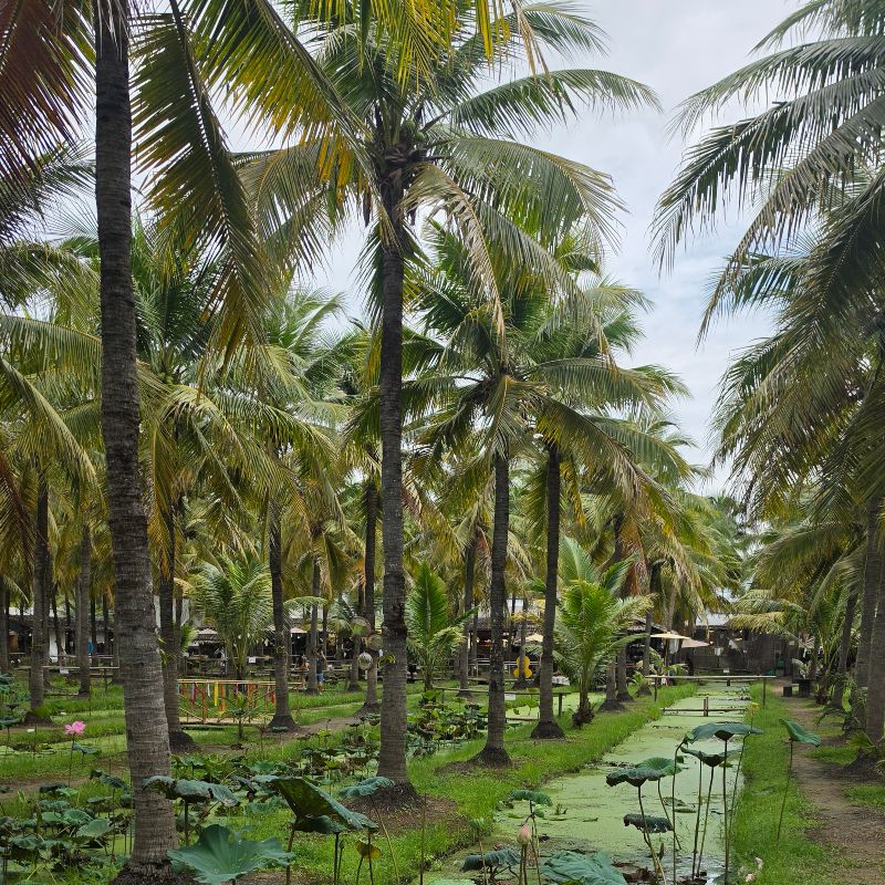 Chiang Mai Weekend Coconut Market