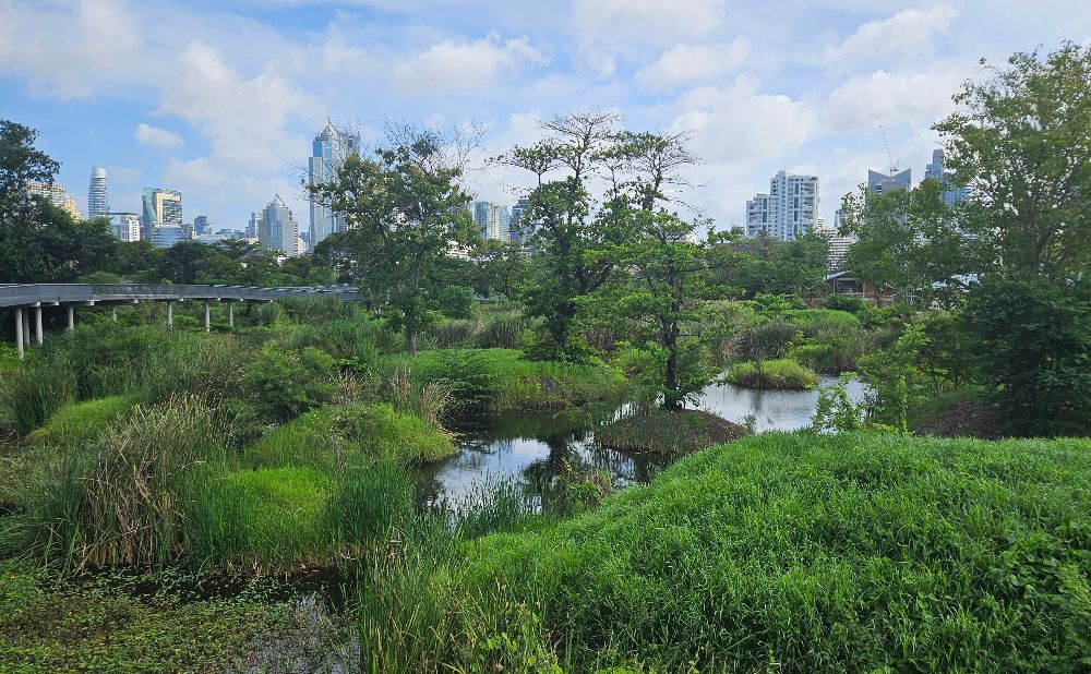 The forest skywalk is gradually becoming more shaded as trees develop