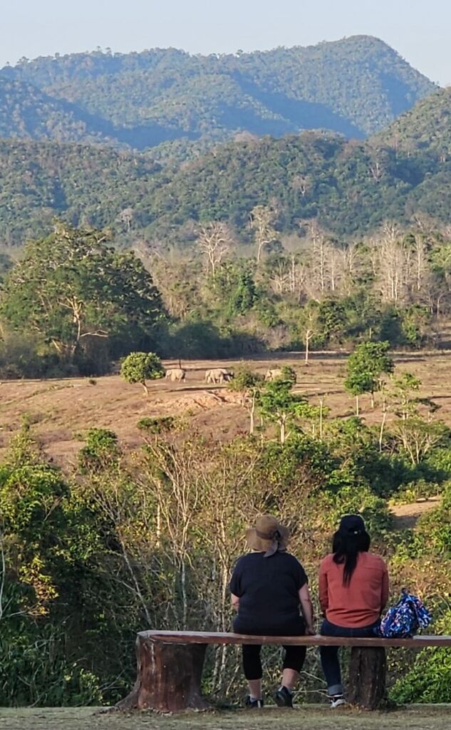 wild elephants at Kuri Buti National Park Thailand